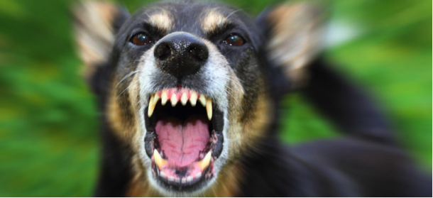 Dog showing teeth