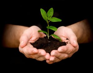 hands holding trees