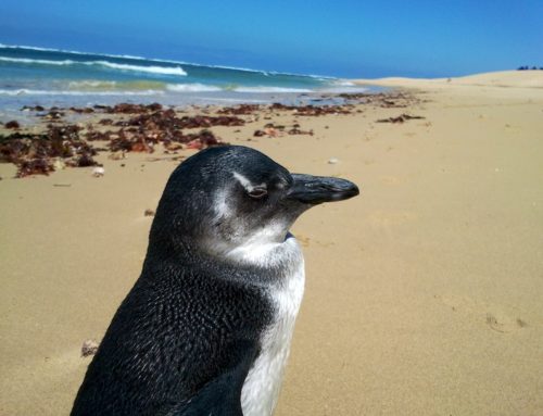 Stranded wildlife