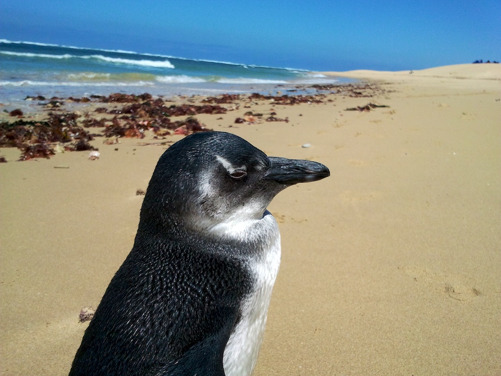 Jackass Penguin on the beach