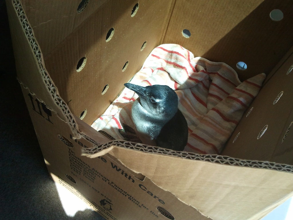 Salvaged Jackass Penguin in Box